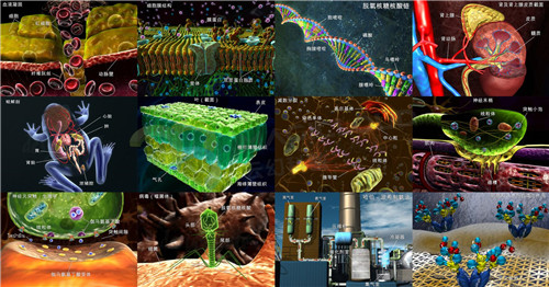 1554858971483681.jpg 10_副本.jpg